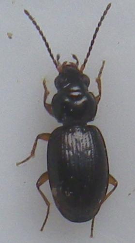 Réf. 181 415 : Bembidion obtusum